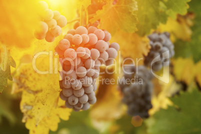 Lush Red Grape Vineyard in The Afternoon Sun