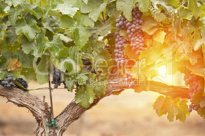 Lush, Ripe Wine Grapes on the Vine