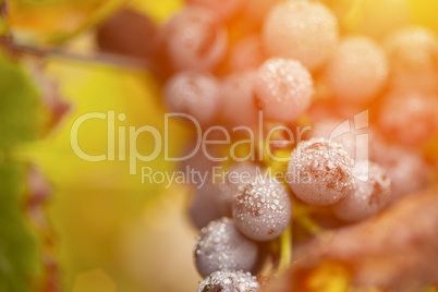 Lush, Ripe Wine Grapes with Mist Drops on the Vine