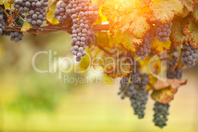 Beautiful Lush Grape Vineyard in The Morning Sun and Mist