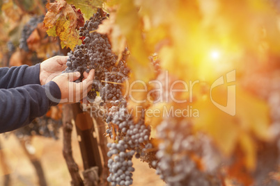 Farmer Inspecting His Wine Grapes In Vineyard