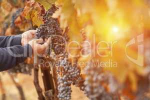 Farmer Inspecting His Wine Grapes In Vineyard