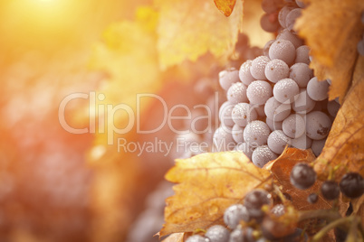 Lush, Ripe Wine Grapes with Mist Drops on the Vine