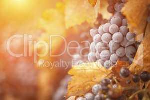 Lush, Ripe Wine Grapes with Mist Drops on the Vine