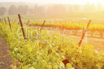 Beautiful Lush Grape Vineyard in The Morning Sun and Mist