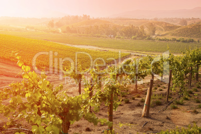 Beautiful Lush Grape Vineyard in The Morning Sun and Mist