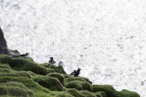 Atlantic puffin, Fratercula arctica