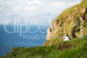 Atlantic puffins, Fratercula arctica