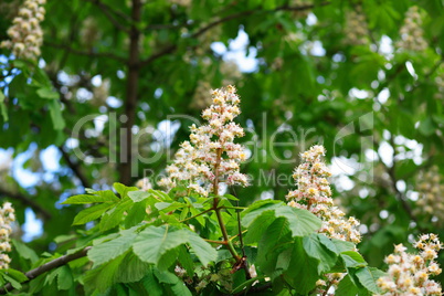 chestnut at spring