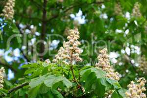 chestnut at spring