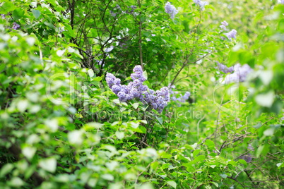 lilac at spring