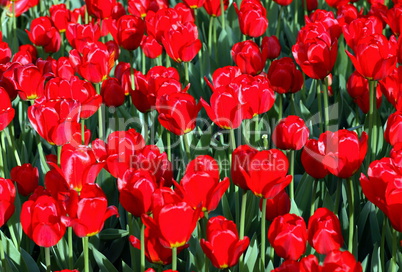 red tulip at spring