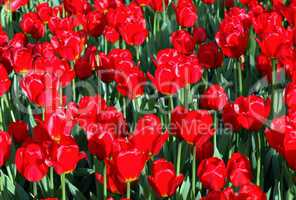 red tulip at spring