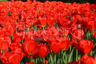 red tulip at spring