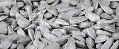 many of sunflower seeds