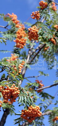 ashberry with leafs on sky background, september