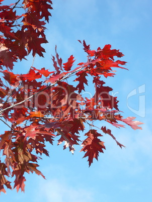 red maple at autumn