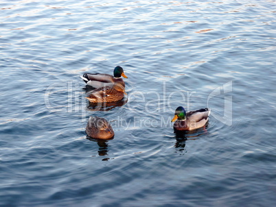 ducks on water