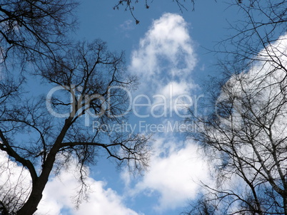 naked tree and sky