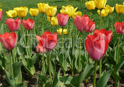 red and yellow tulip at spring