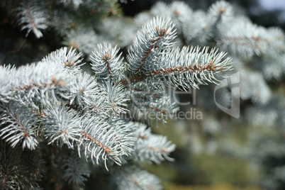 fir tree