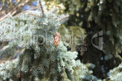 fir tree