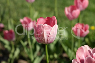 Red Tulip at Spring