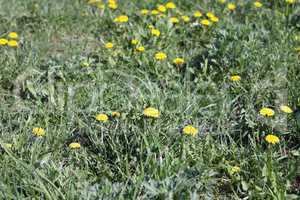 Dandelion at Spring