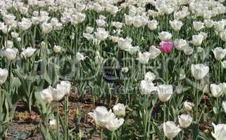 White Tulip at Spring
