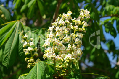 chestnut at spring