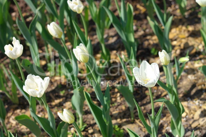 White Tulip at Spring