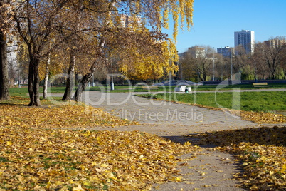 Birch Alley at Autumn