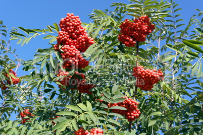 ashberry at dry sunny day