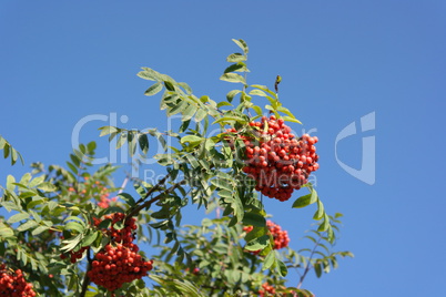 ashberry at dry sunny day