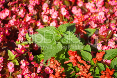 nettle on red little flowers