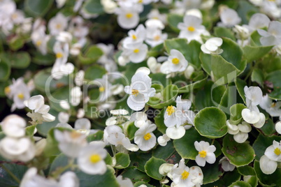 white little flowers