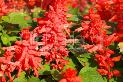 red little flowers