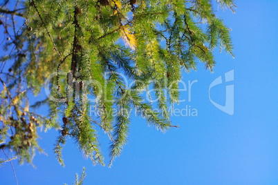 fir tree