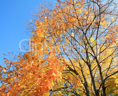 yellow leafs on tree