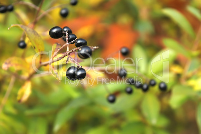 Berries of Common Privet in autumn