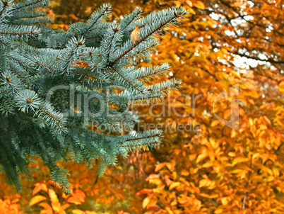 Branch of blue spruce in autumn