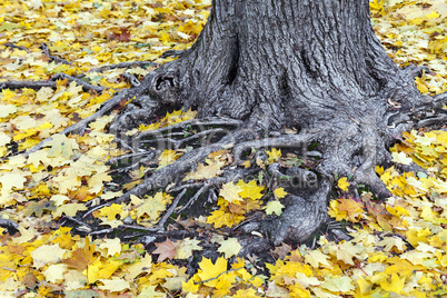 Old tree roots covered with yellow maple leaves