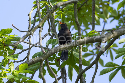 common blackbird (Turdus merula)