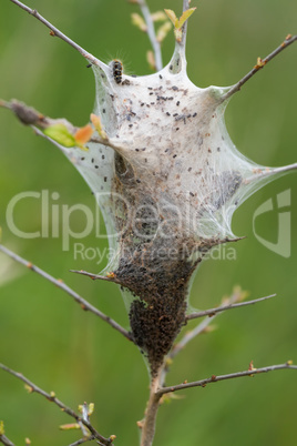 Young caterpillars in the nest