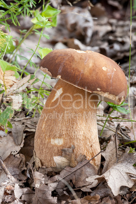 Porcini fungi