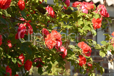 red rose in the garden