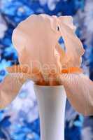 Beautiful petals of an orange flower on blue background
