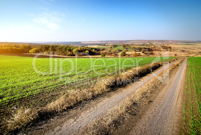 Road through winter crops