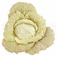 Retro looking Green cabbage isolated