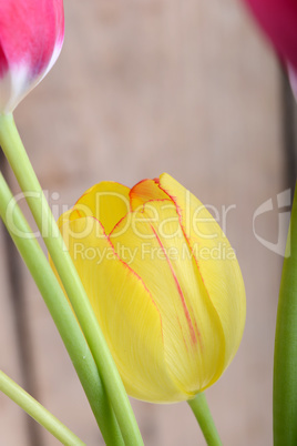 red tulips and yellow flower tulip